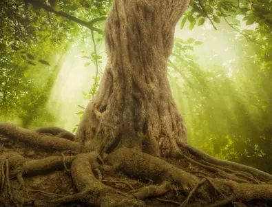 Вижте как изглежда най-старото дърво на планетата, което е над 5000-годишно (ВИДЕО)
