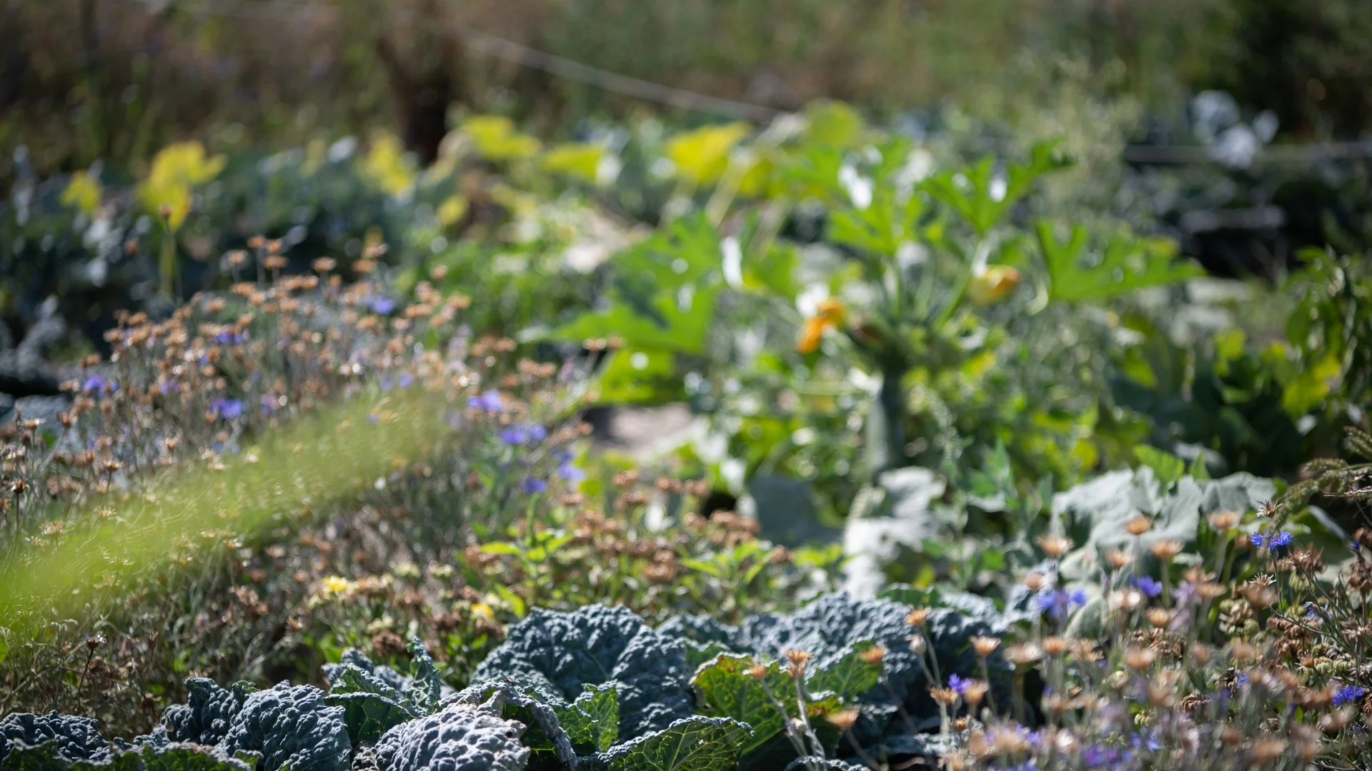 Лесен за отглеждане многогодишен зеленчук, който трябва да имате в градината си