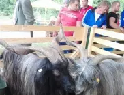 Съборът на овцевъдите търси най-тежкия коч в България и най-дългокосместата коза