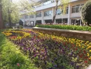 Над 7000 нови цветя изпъстриха Добрич (СНИМКИ)