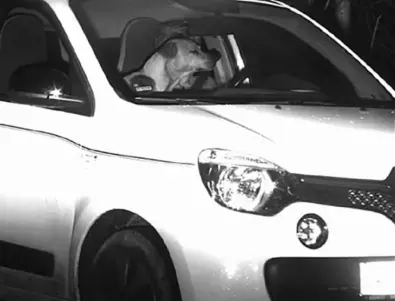 Куче зад волана изненада пътни полицаи