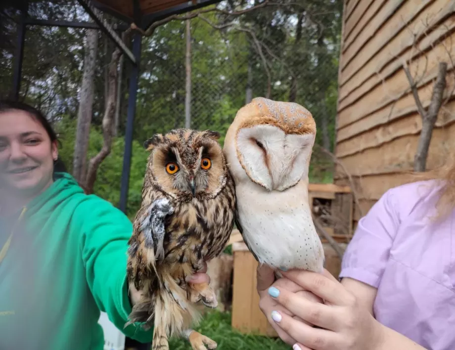 Зоопаркът в Стара Загора получи птици от спасителния център "Зелени Балкани"