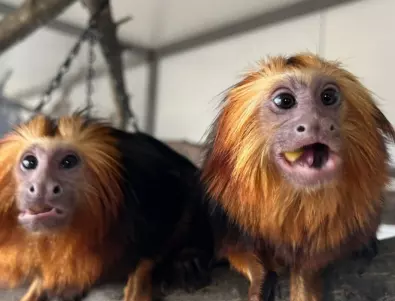 Екзотични маймуни и сурикати са новите обитатели в зоопарк Бургас