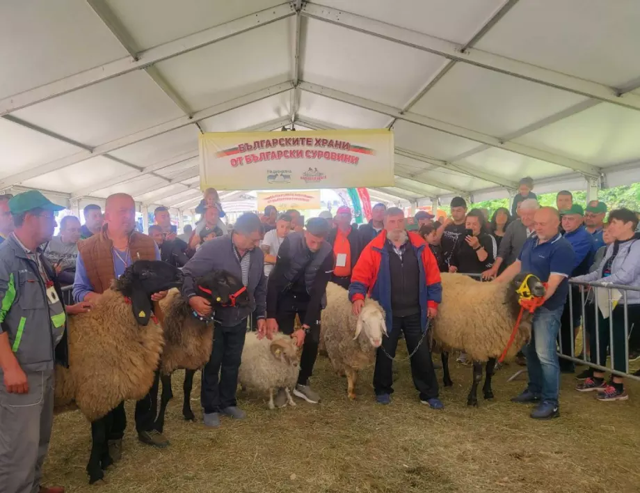Националният събор на овцевъдите събира заедно бранша и почитателите на българското