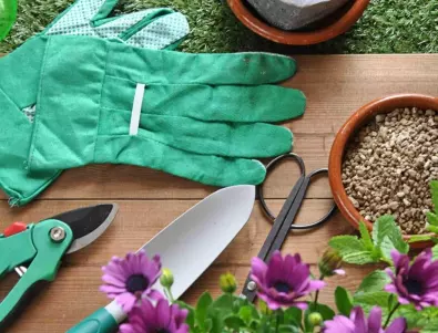 Кога и как да преместите зеленчуковите разсади на открито