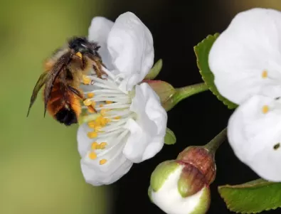 Пчелите зидарки – стратегия за запазване на популацията в условията на променящ се климат