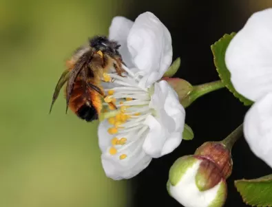 Учени ще използват мозъка на пчелите за подобряване на ИИ 