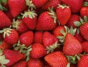 Кога е най-добре да се садят ягоди?