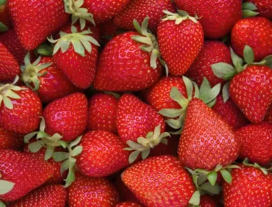 Засаждане на ягоди - кога, къде и как се прави, за да е богата реколтата
