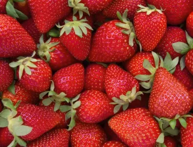 Засаждане на ягоди през пролетта - ето как е правилно да се прави
