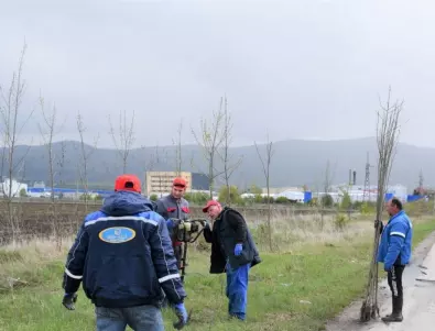 Община Елин Пелин ще засади 1 000 дръвчета
