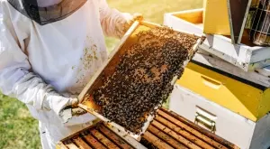 България пета по най-много пчелни кошери в ЕС