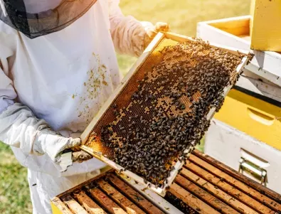 Най-здравословните пчелни продукти - укрепват имунната система