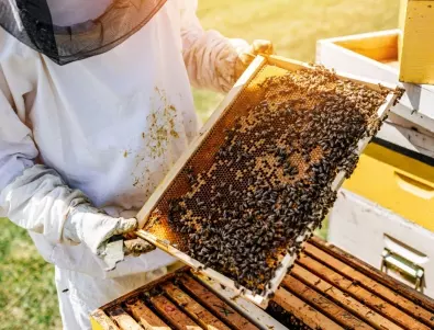 Какви грижи изискват пчелите през април