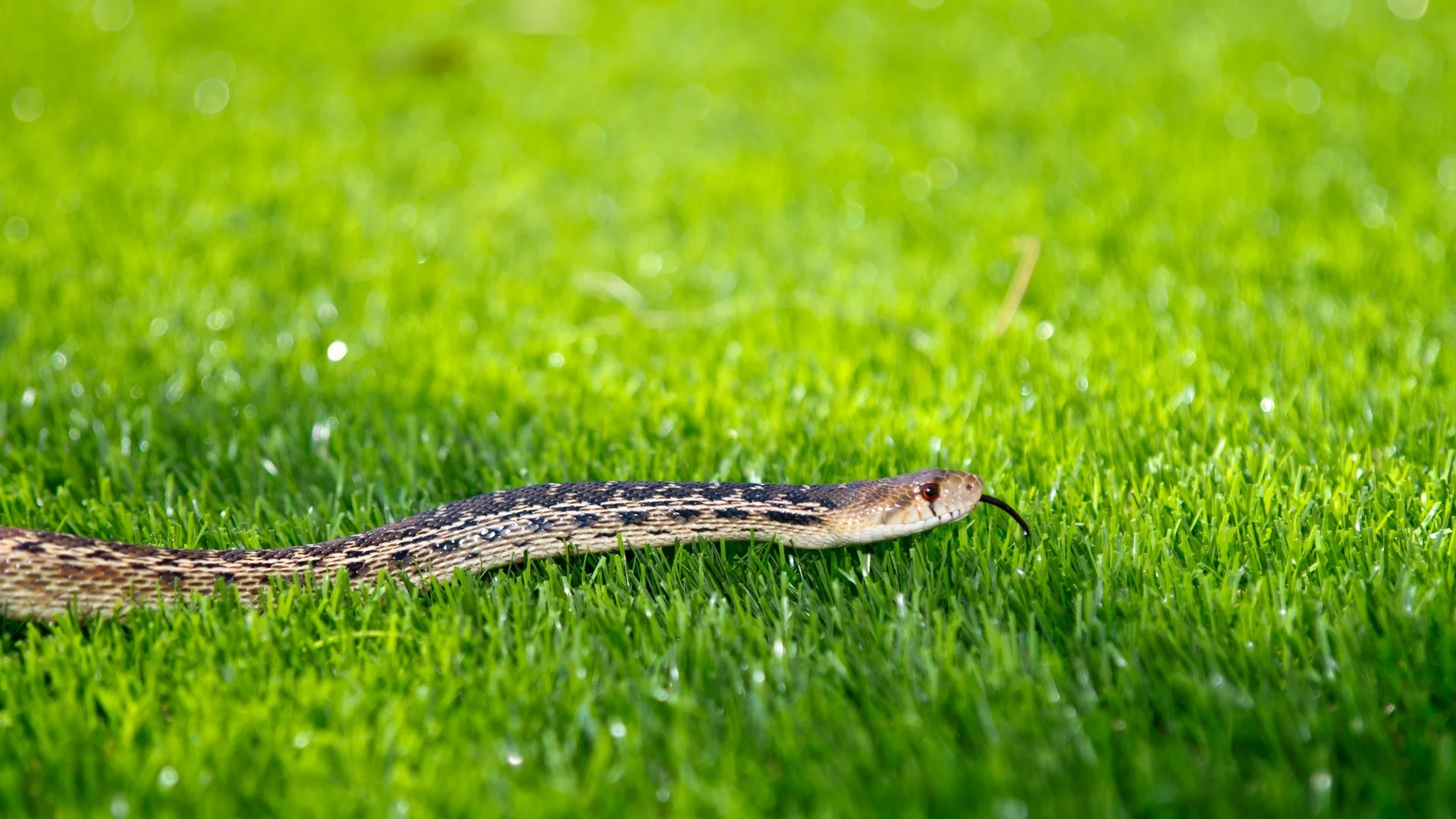 Знаете ли къде се скриват змиите през зимата?
