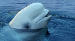 Откриха кита, заподозрян, че е руски шпионин, край бреговете на Швеция