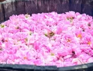 Розоберът с рекордно рано начало от 15 години - цветът ще свърши до празниците на розата? (СНИМКИ)