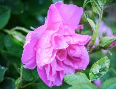 Подрязване на увивна роза - ето какво трябва да знаете за него