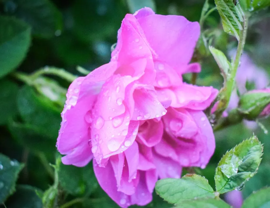Нормално ли е розите да се разболяват след пресаждане?