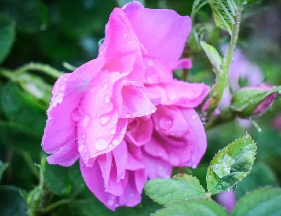 Покриване на розите през зимата - 6 грешки, които са фатални