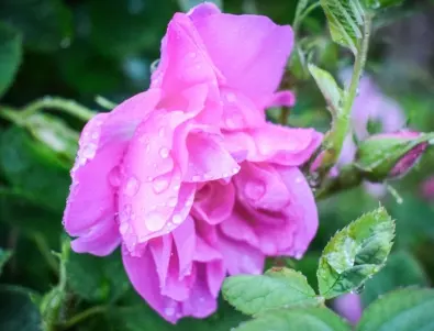 Варосване на розите - трябва ли да се прави