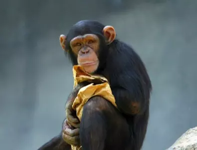 Шимпанзе във Флорида видя небето след години затвор (ВИДЕО)