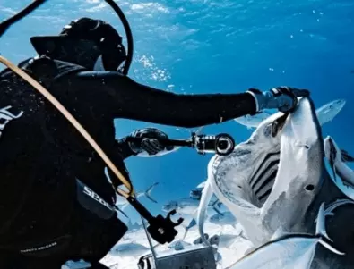 Фотограф погледна в пастта на огромна акула и показа какво има вътре (ВИДЕО)