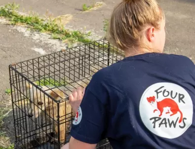 ЧЕТИРИ ЛАПИ помага на животни, пострадали от наводненията в Украйна (СНИМКИ)