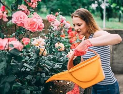 Не допусквайте ТЕЗИ грешки при отглеждане на рози в цветната градина