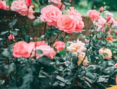 Как да подготвим розовите храсти за зимата?