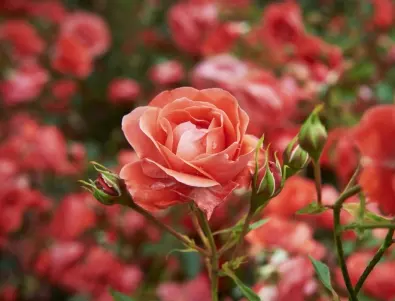 Тайната съставка за луксозни рози