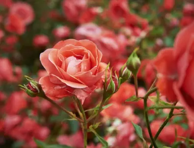 Този сорт рози цъфти 3 пъти на сезон, всеки мързелив градинар го има в градината си