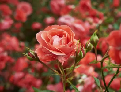 Помогнете на вашите рози в борбата с листни въшки