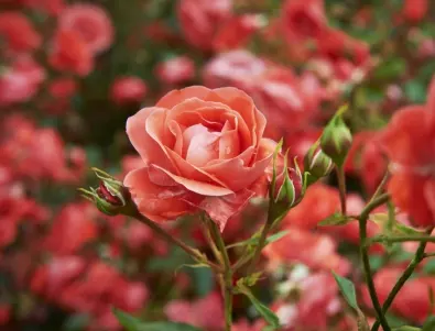 Как да се справим с едно от най-сериозните заболявания на розите?