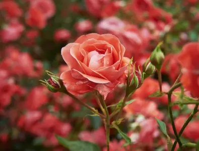 Как се прави засаждане на роза от резница?
