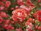 Как се прави захващане на роза от клонче?
