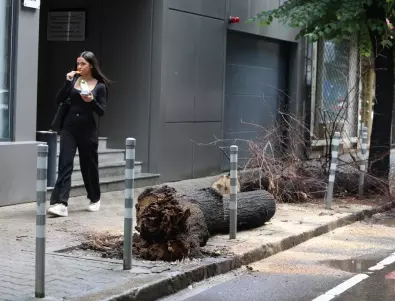 Дърво падна и нарани момиче в София (СНИМКИ)