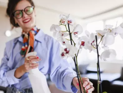 За какво да внимаваме, когато купуваме орхидея
