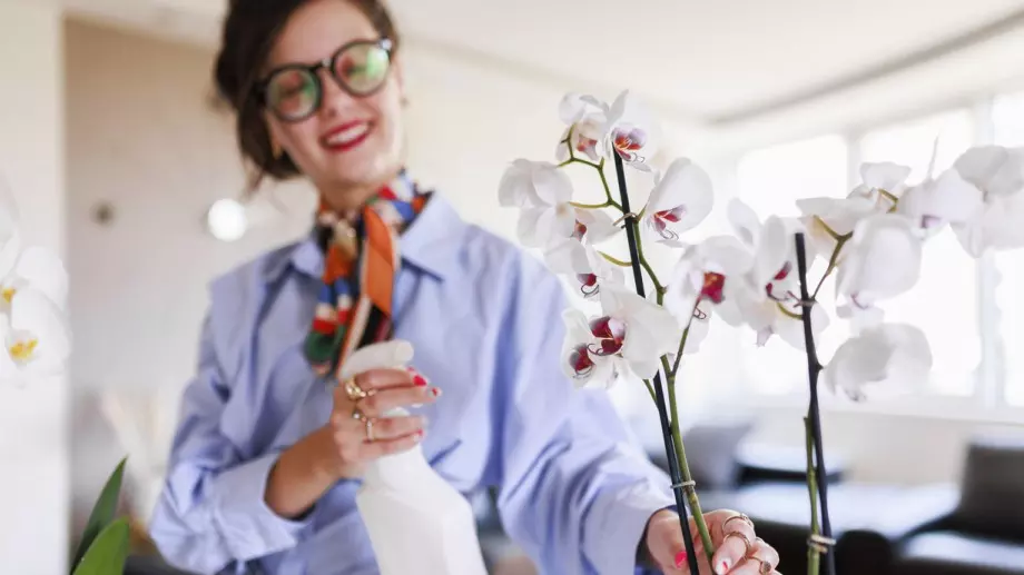 Как орхидеята да цъфне отново? Златен съвет от опитен градинар!