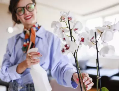 Как е правилно да се грижите за орхидеята през февруари