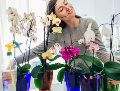 Време е да пресадите орхидеята - ето как се прави 