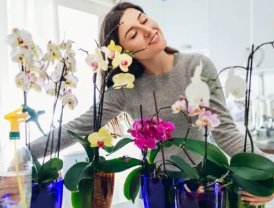 Как орхидеята влияе върху съдбата на собственика си и възможно ли е да я държите у дома?