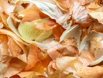 Люспи от лук - тайната за впечатляващо богата реколта от краставици