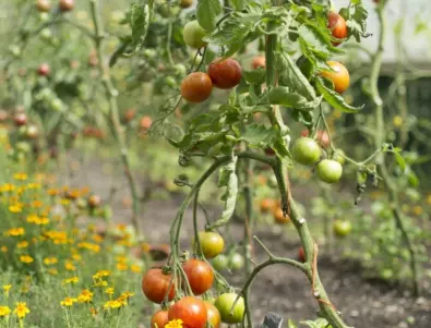 Защо листата на доматите пожълтяват и как да се справите с този проблем