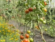 Защо листата на доматите пожълтяват?