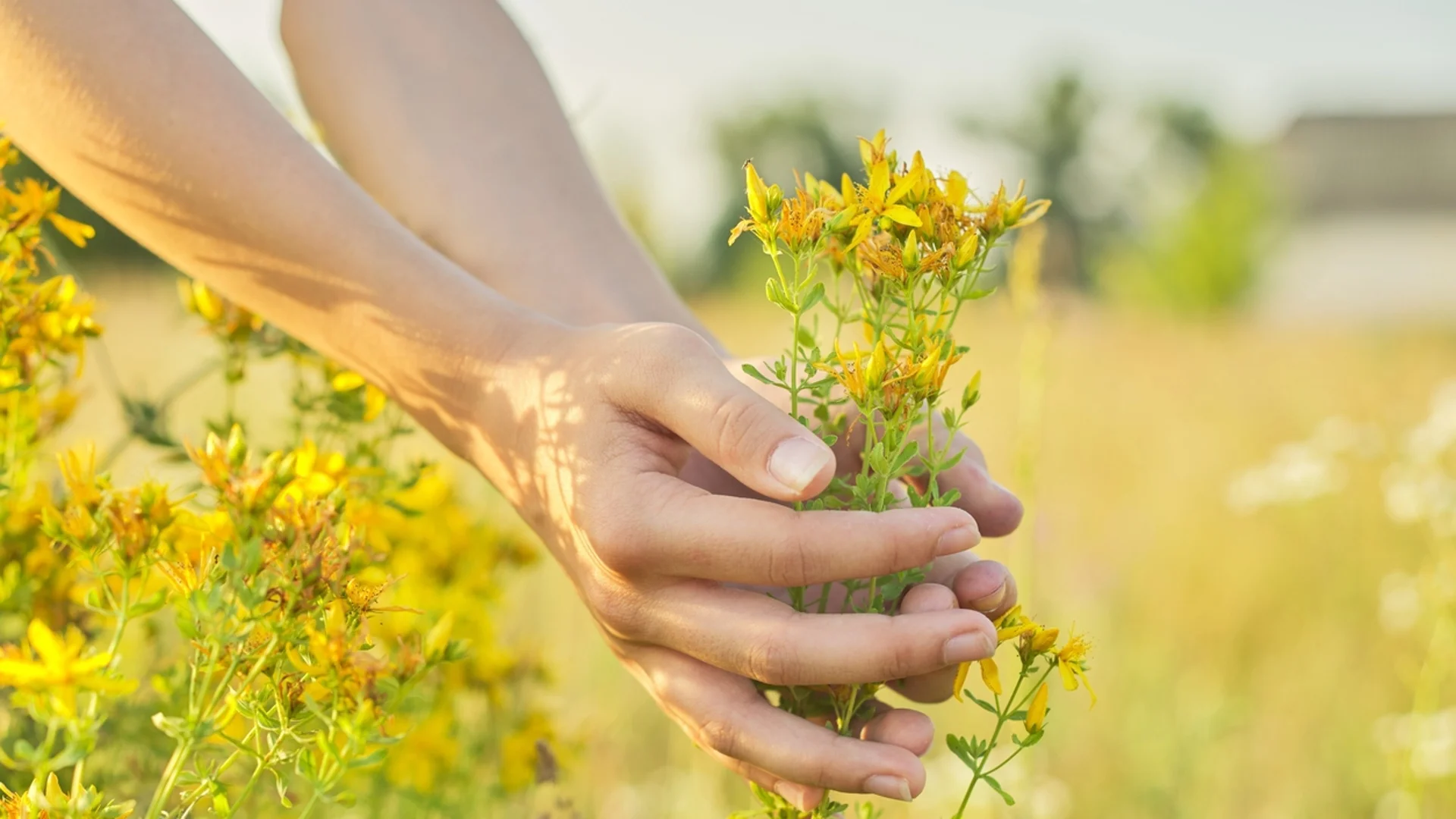 Жълт кантарион в градината: Ето как да се справите