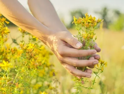 Жълт кантарион в градината: Ето как да се справите