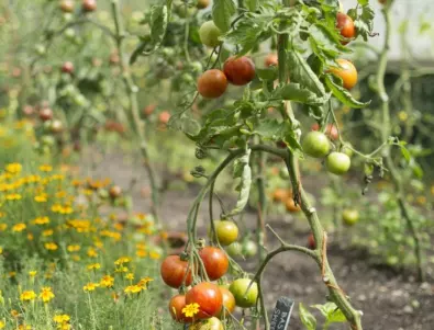 Как да се справите с белите петна и напукването на доматите