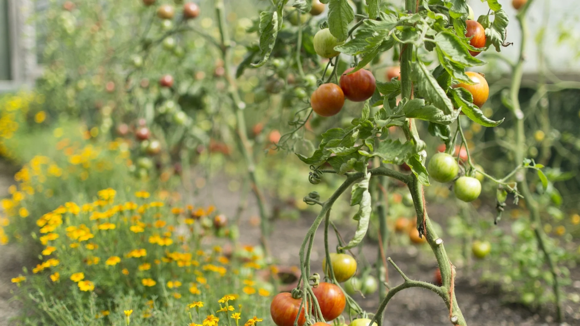Ето защо листата на доматите се усукват навътре