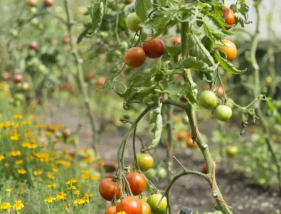 Ето защо листата на доматите се усукват навътре